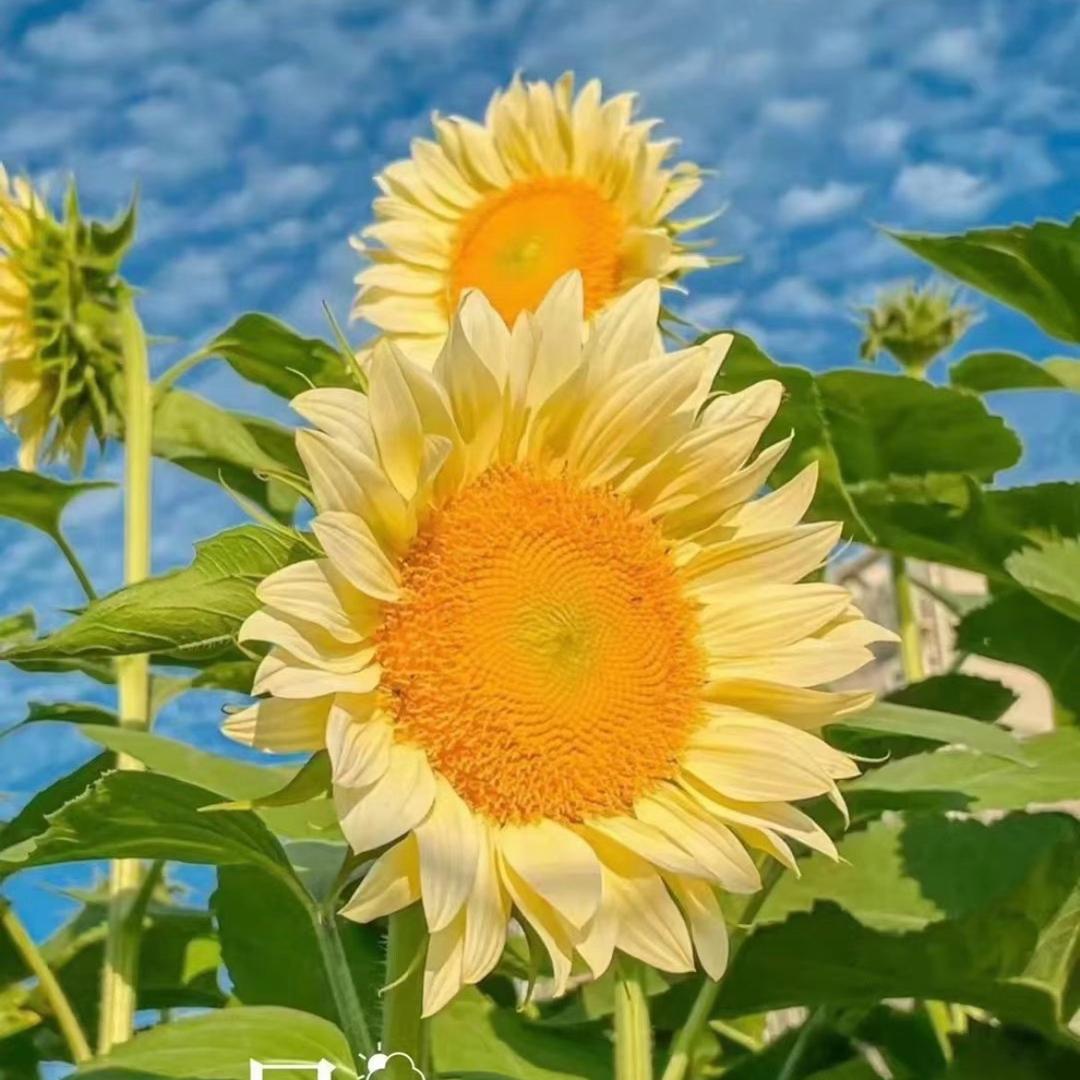 @太阳花