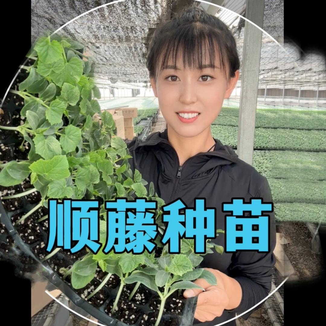 啥也不是（顺藤种业）