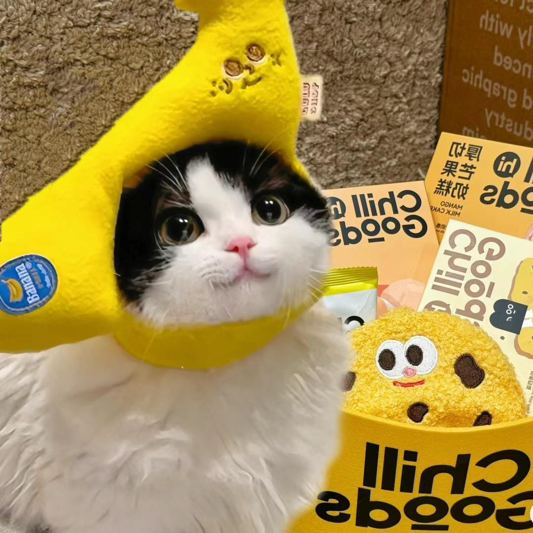 亮猫