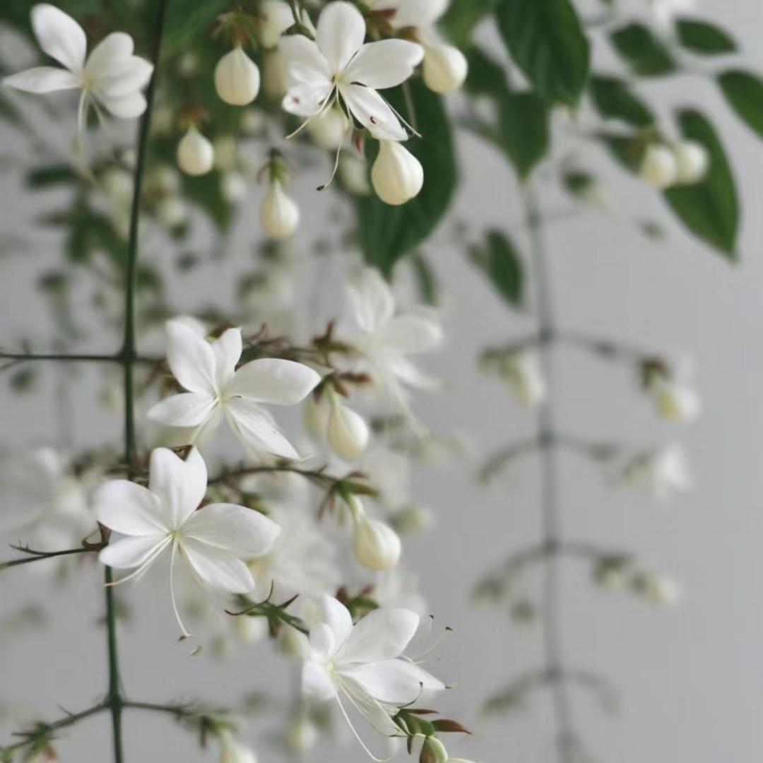 绿谷绿植花卉