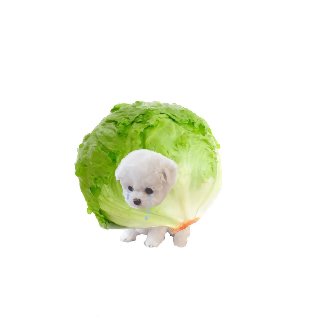 哈哈小新