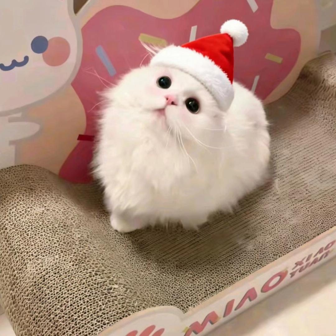 奶黄包