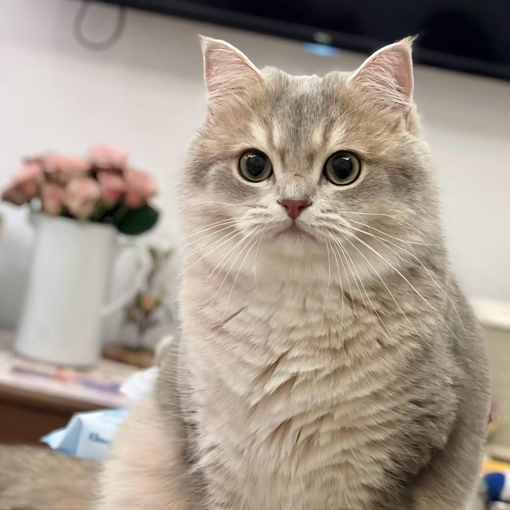 蜡笔小星星z'y'y'y