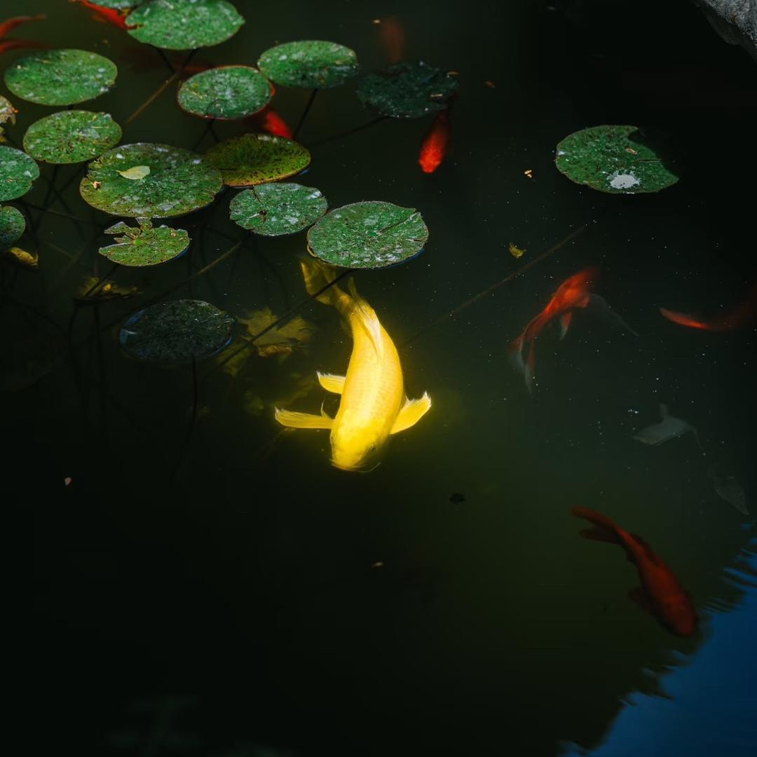 𝗔𝘂𝘀𝗽𝗶𝗰𝗲