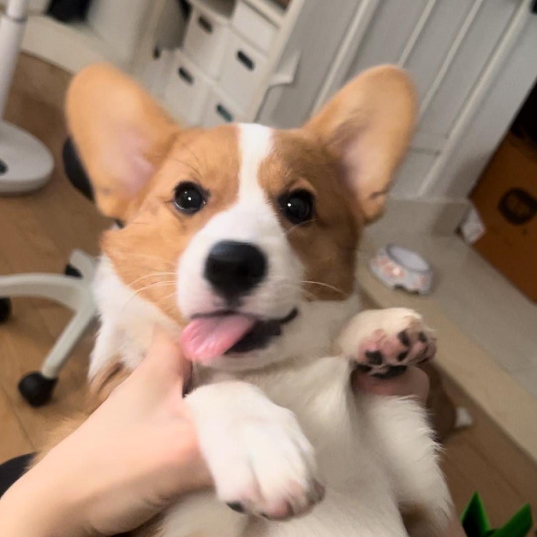 百事可爱