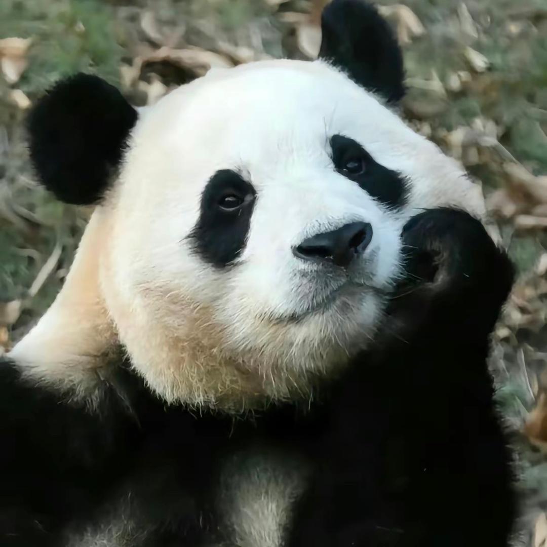 🫶婉