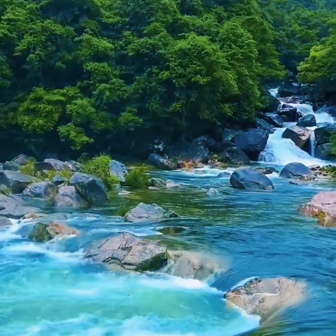 向日葵🌻