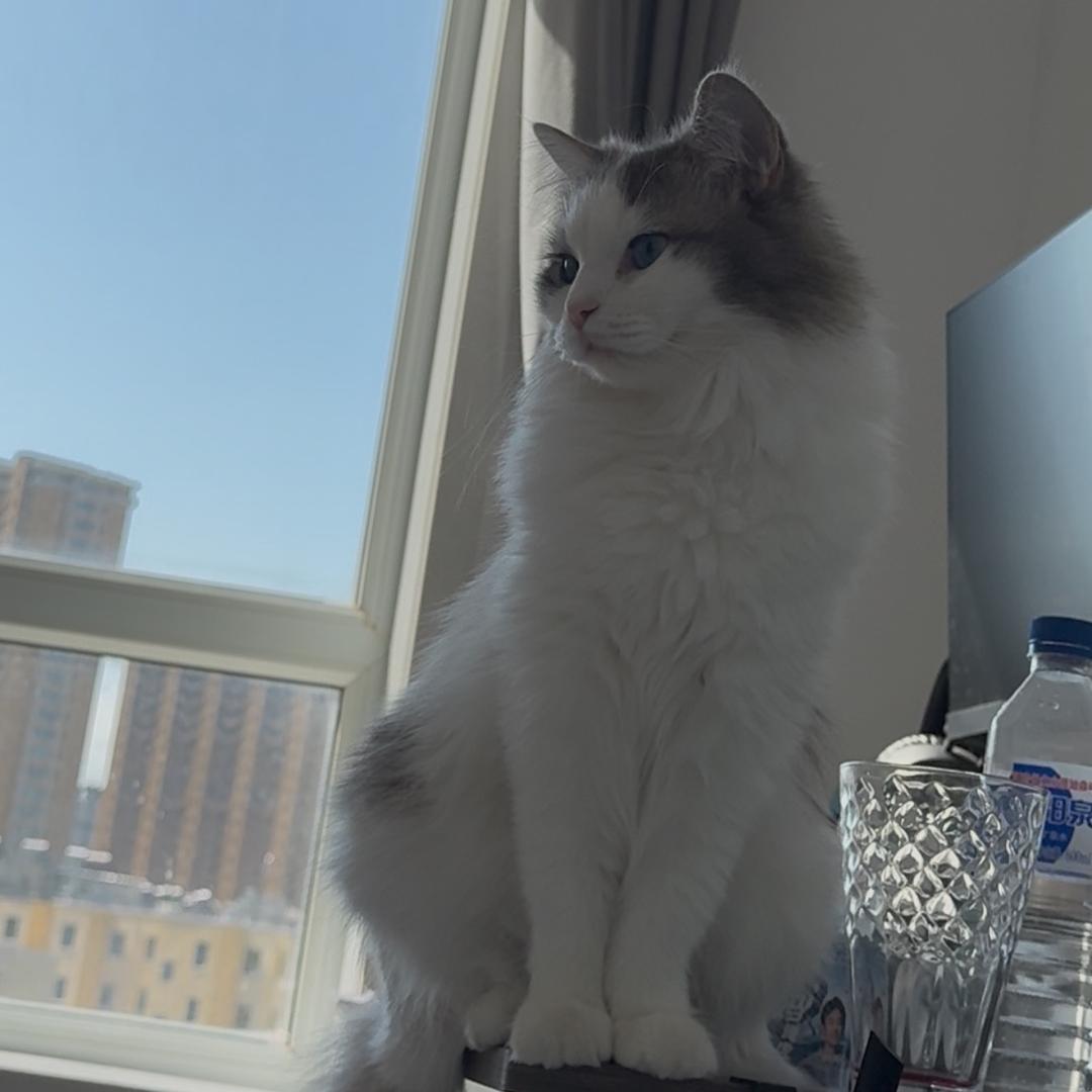 常威打来福招财进宝🐱