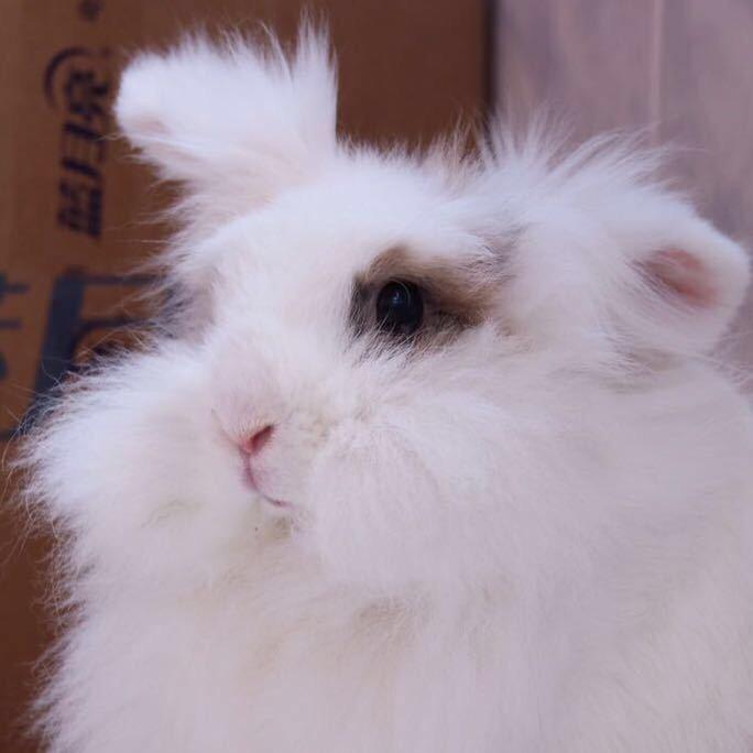 🐰兔子成精🐰