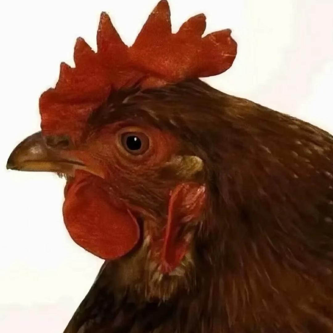 大卫戴