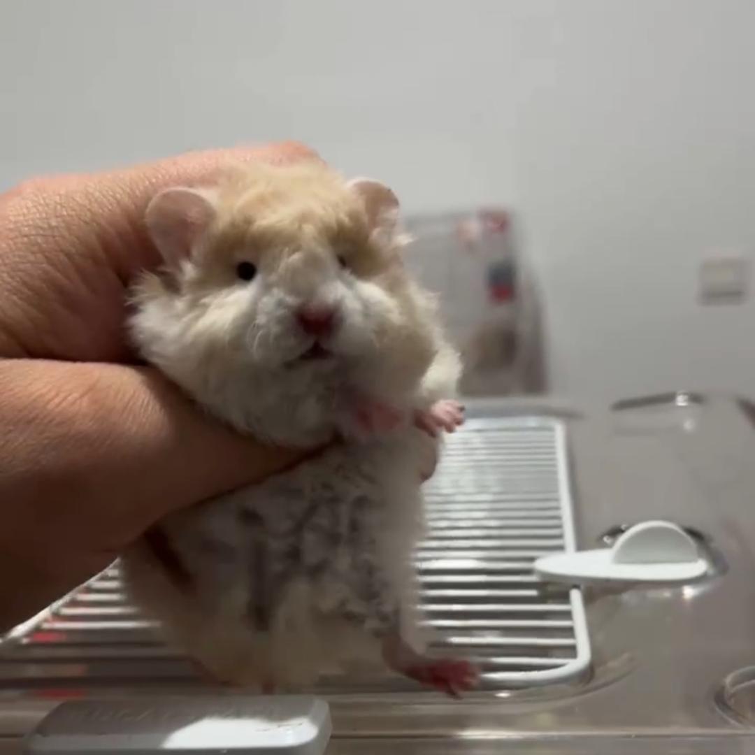 可宠宠物