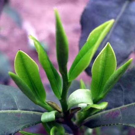 小缘青茶叶旗舰店