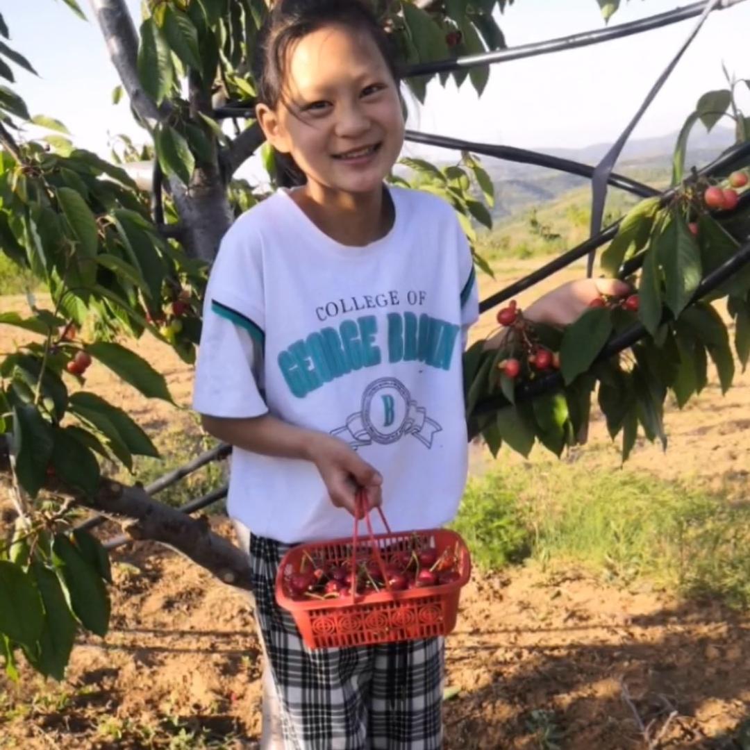 灵宝市小涛樱桃园