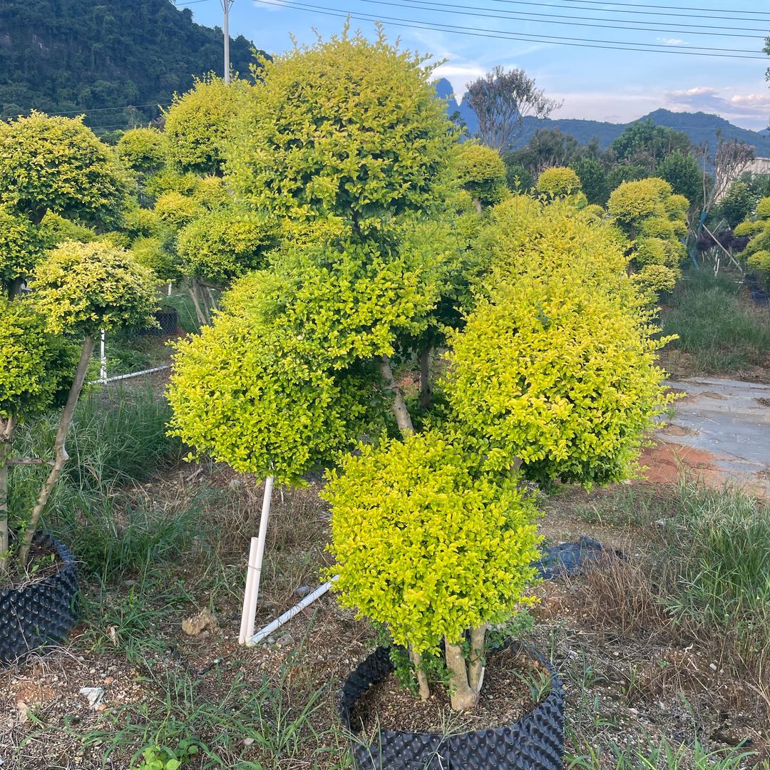 天缘苗木