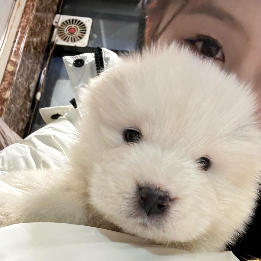 小丸子.