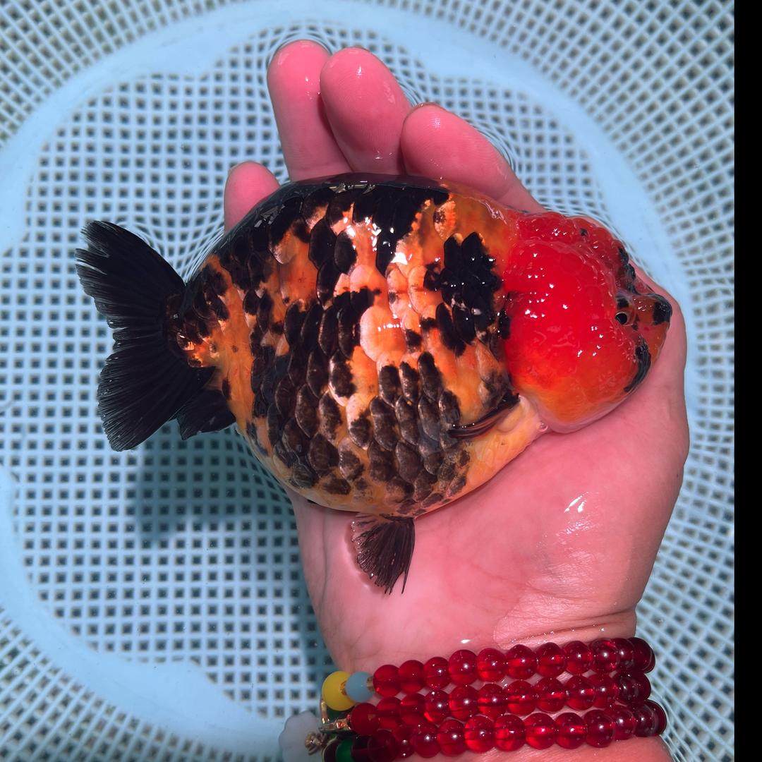 岳岳清风兰寿金鱼