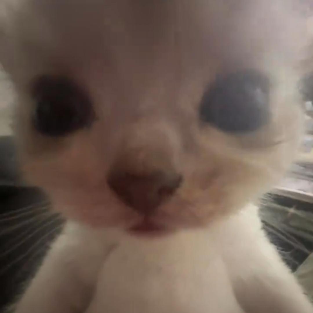 鸡腿oo
