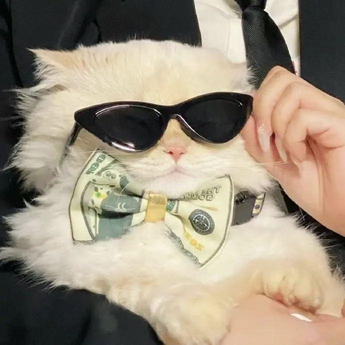小猫o