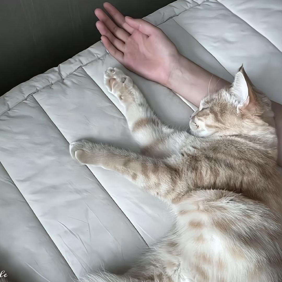 yy