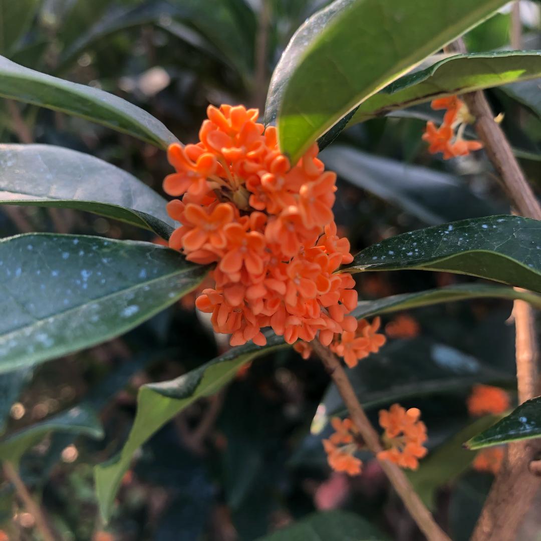 花语坊桂花