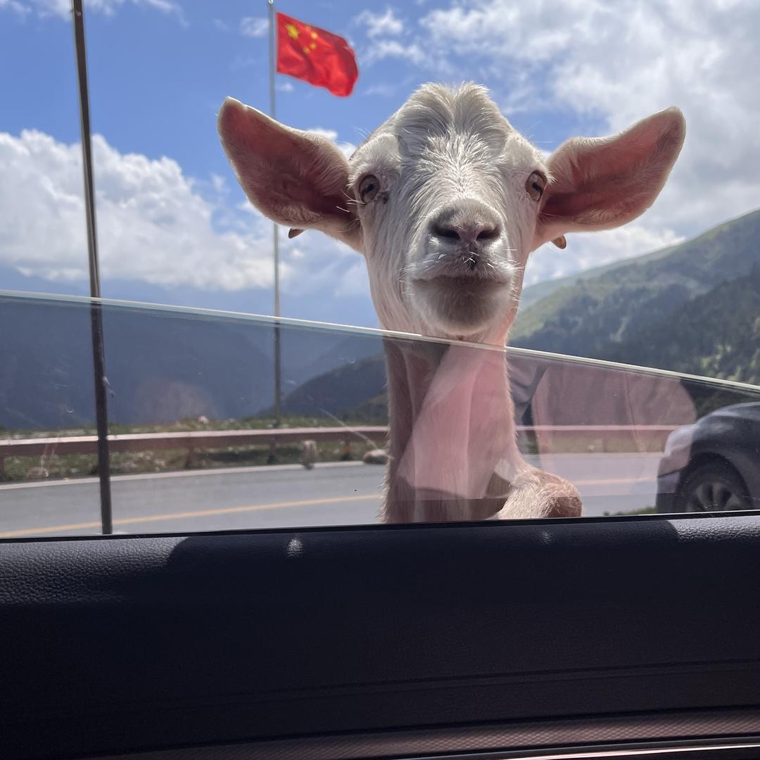 小胡子叔叔阿aaa