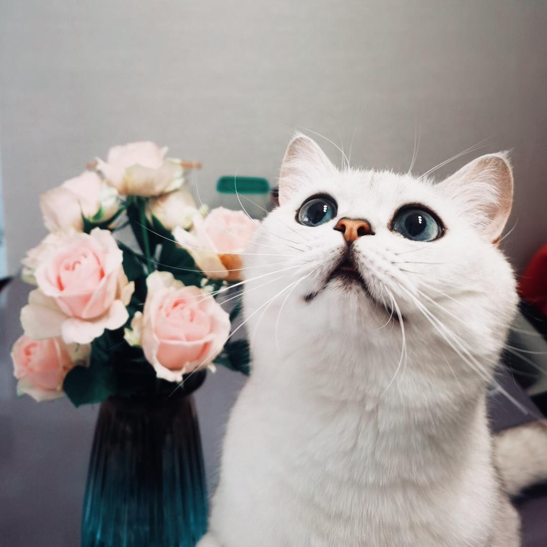 小羊（最爱春娇❤️）