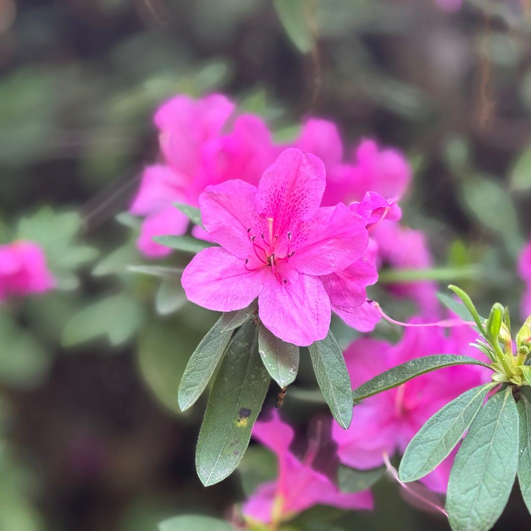 城南🌹开