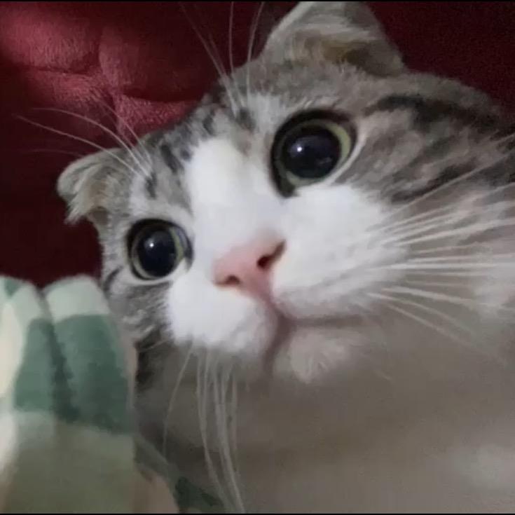 巧甜可可🫧