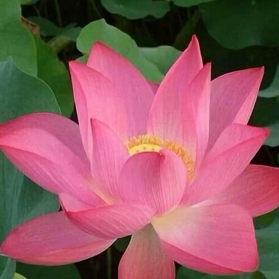 燕玲珑