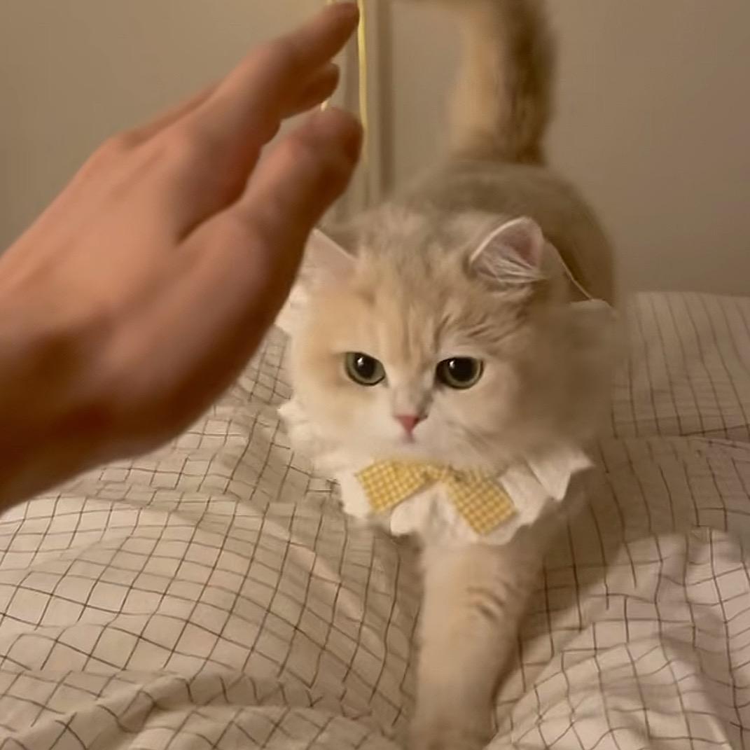 璐