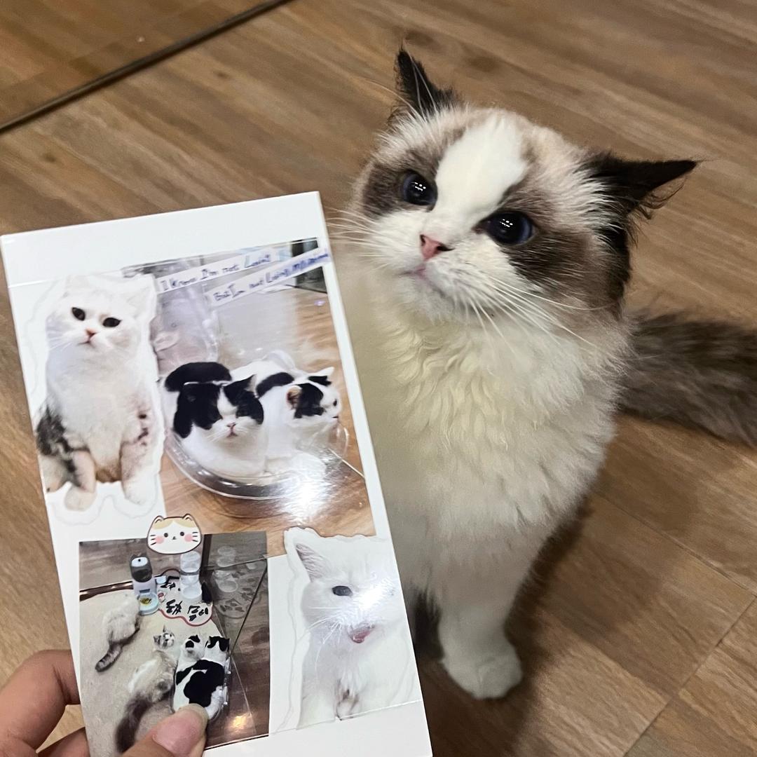 肥猫俱乐部🐈