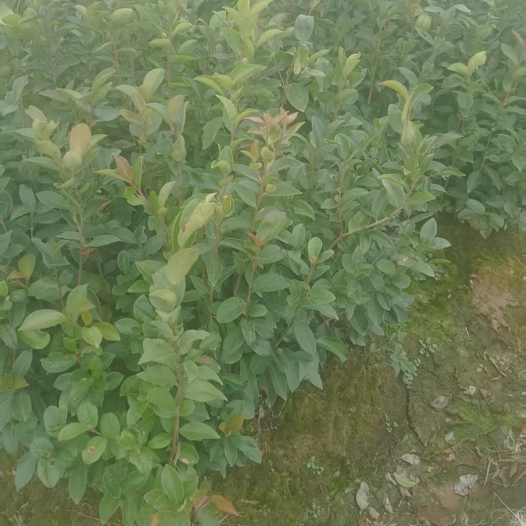 油茶苗小赵