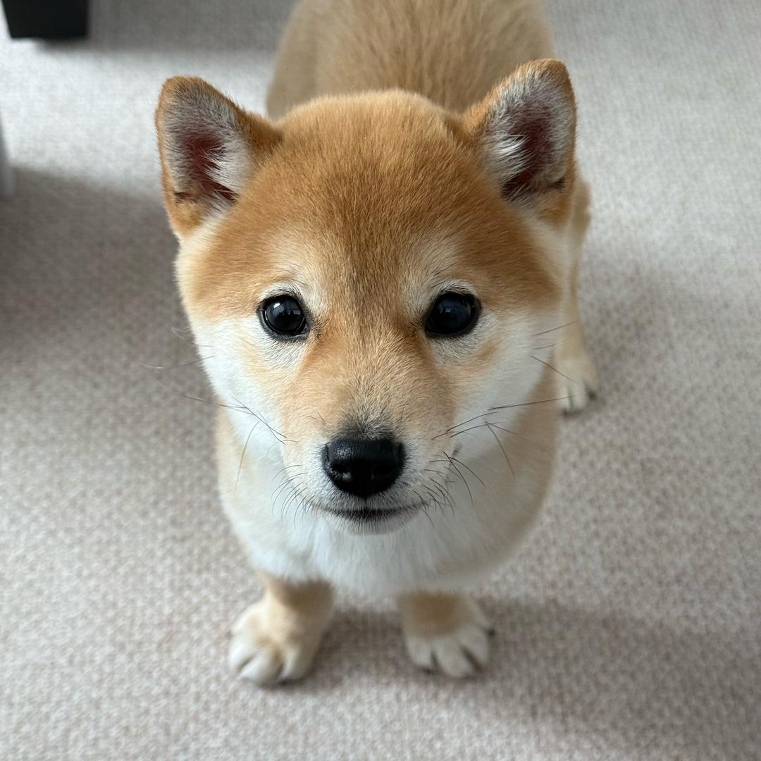 同哥和DOMI