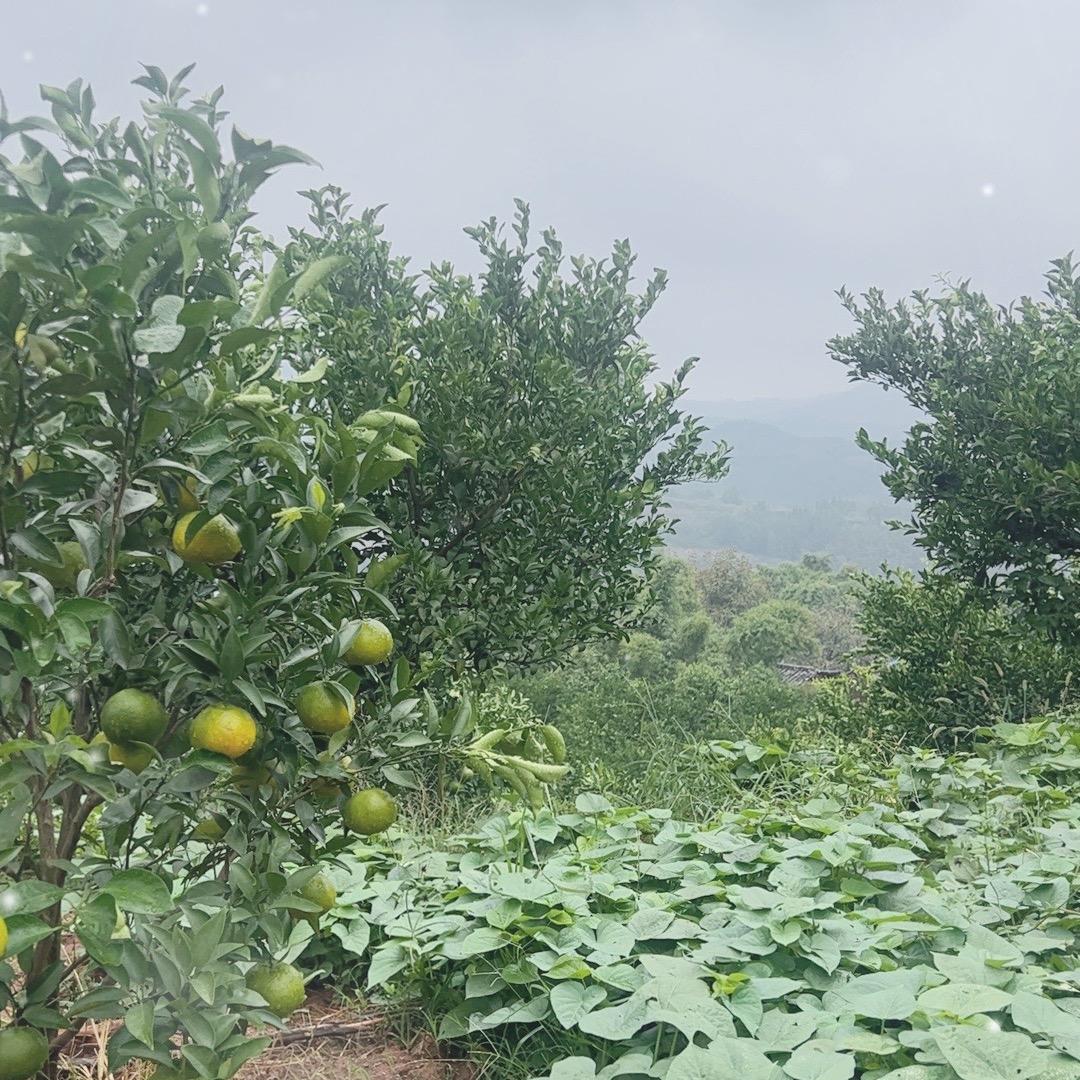 陪你去看流星雨