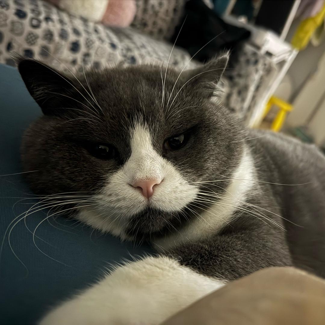 六阿哥的小猫日记