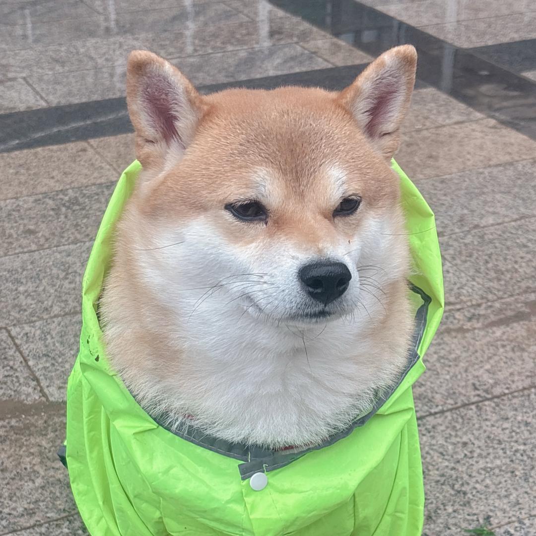 萌宠柴十五
