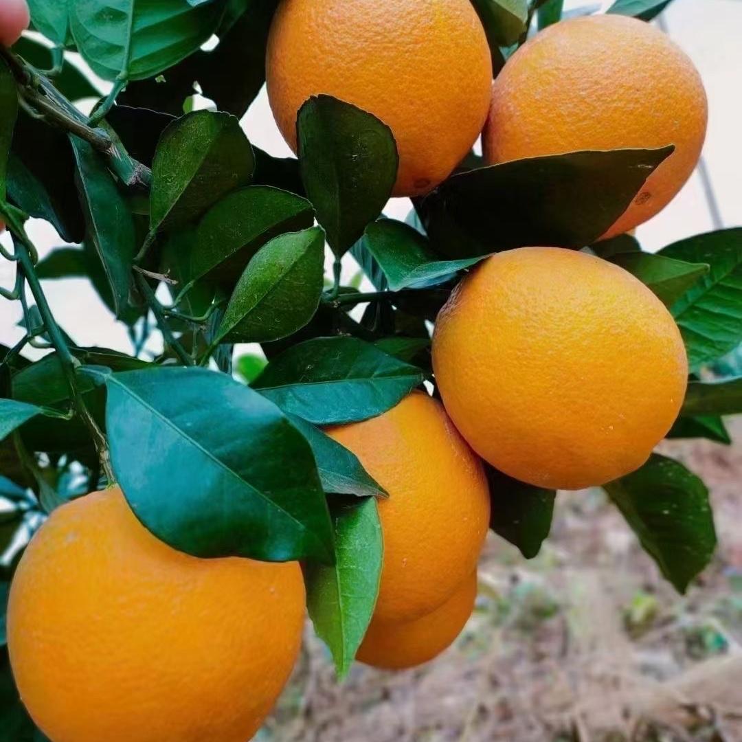 赣南阿妹现摘脐橙