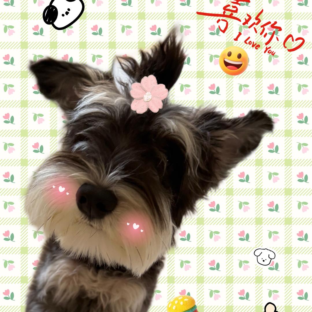 我们卷儿是只雪纳瑞