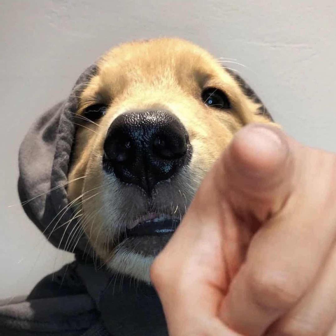 光明郑大倾郭倾城