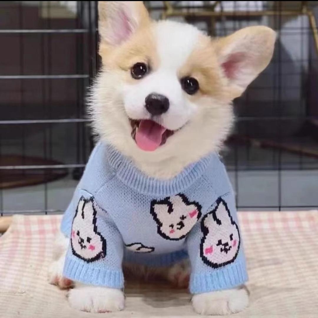 狗市带你去淘狗