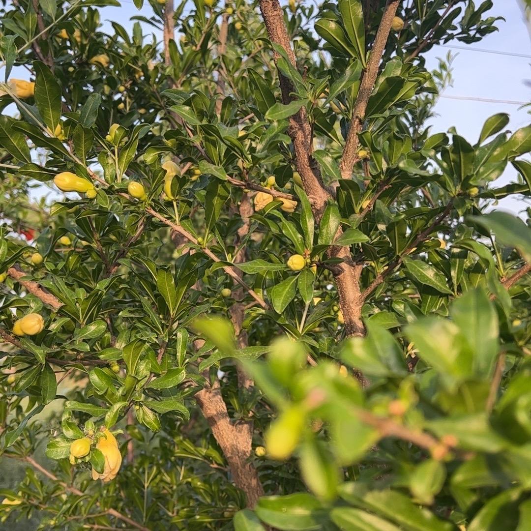 酒蒙子势不可挡