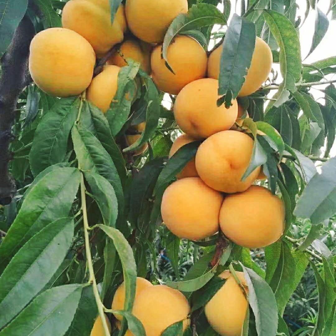 蕭團糰