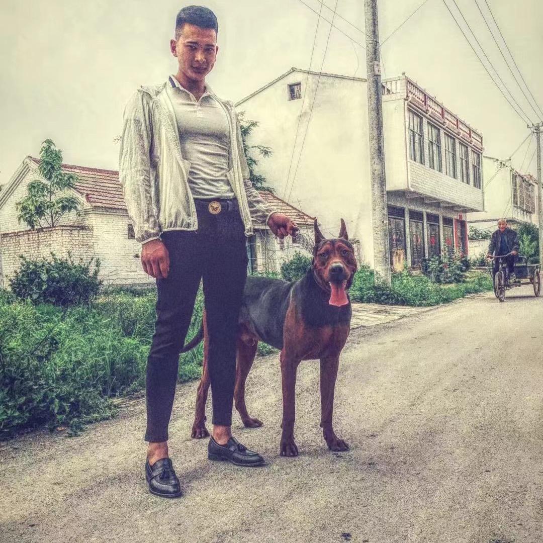 暴徒鹏程（莱州红）