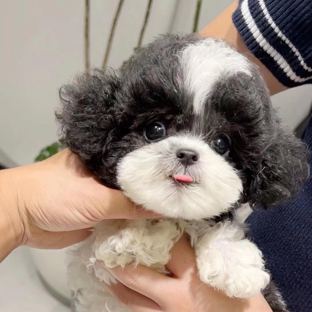 泰州莱恩犬舍涛哥
