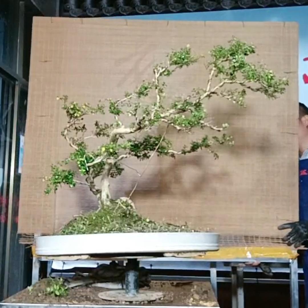 桩缘狂者