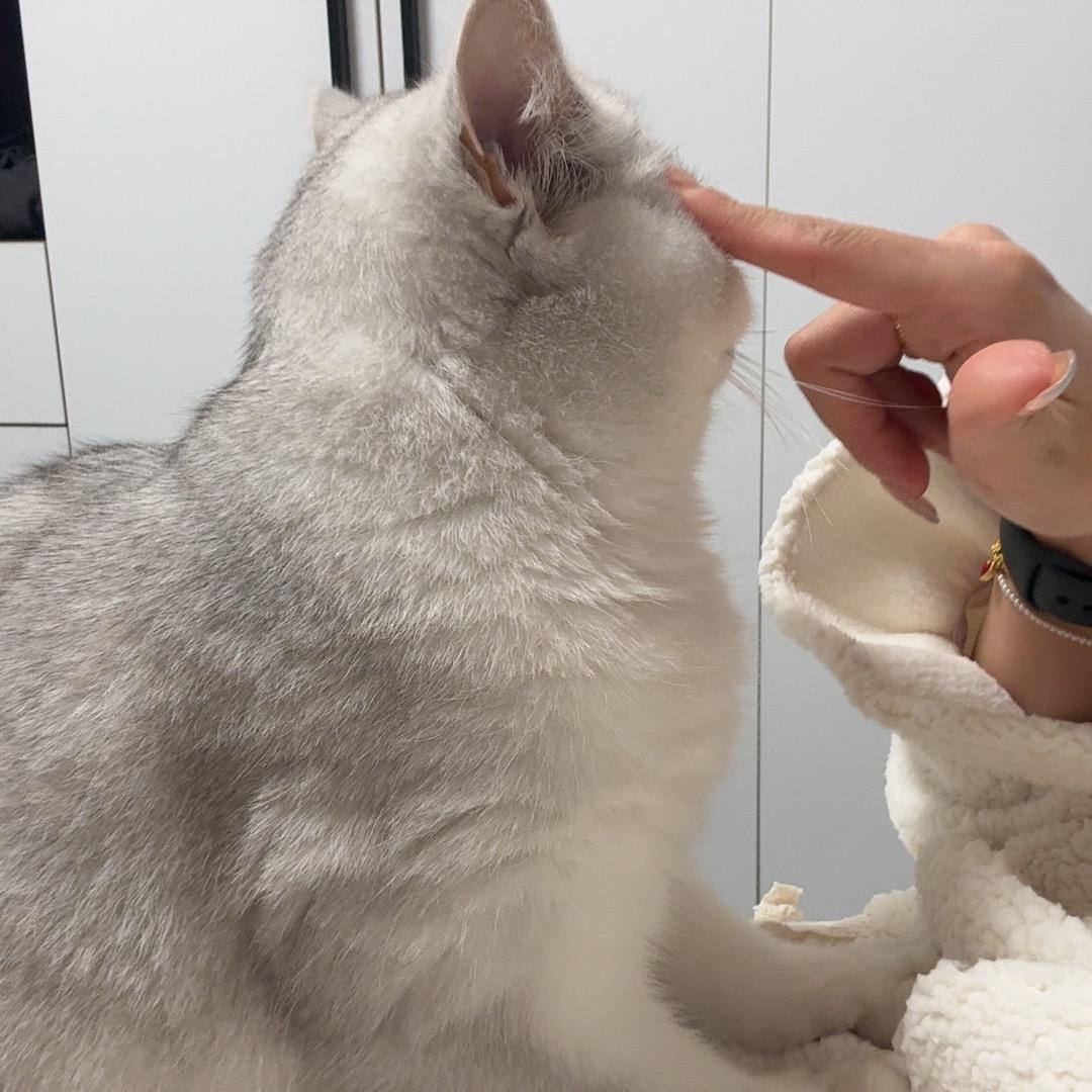 芝麻是橙子的小猫🐱