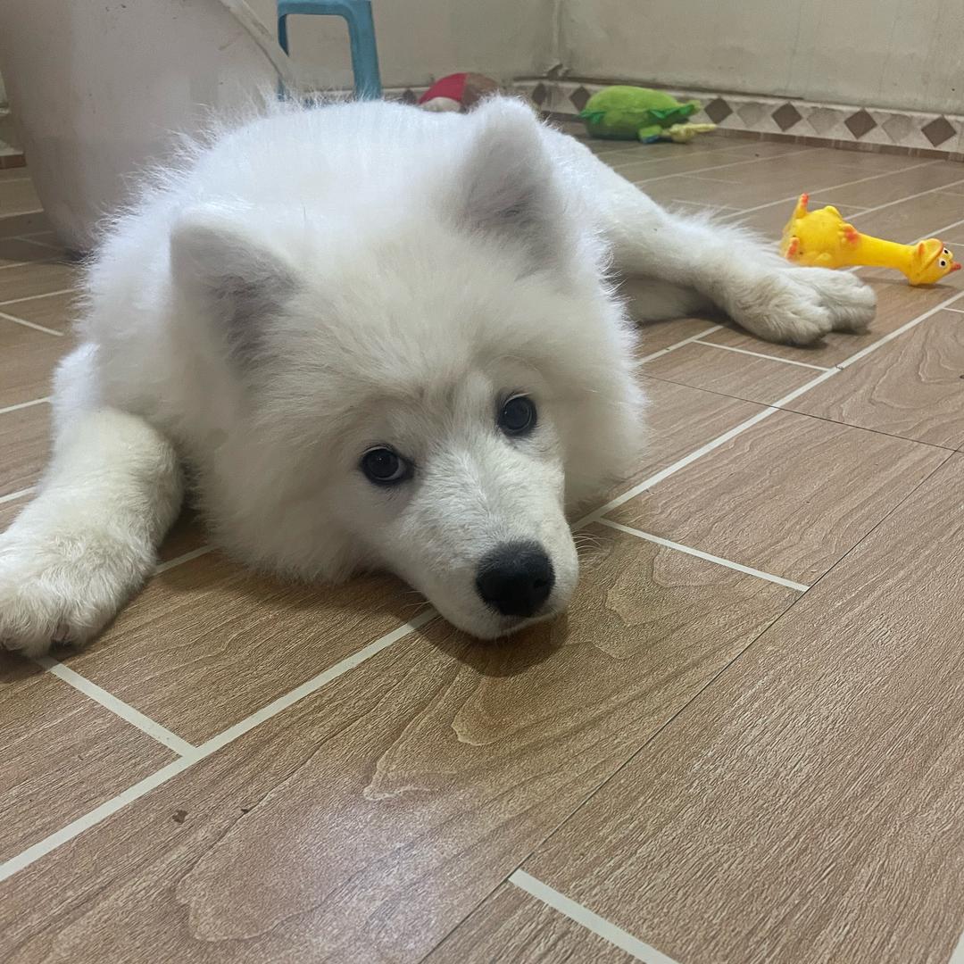 手抓饼，炸洋芋