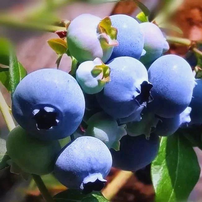 山东蓝莓苗基地直供