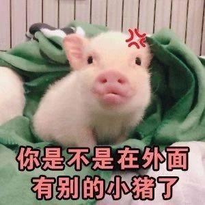何村猪