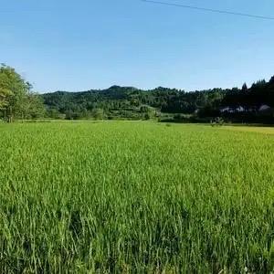 渣渣辉玩游戏